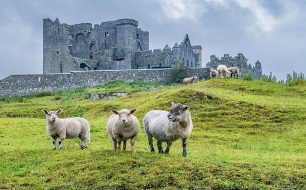 国際理解講座「アイルランドの歴史と文化、音楽について知ろう！」を開催しました🌎