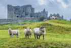 国際理解講座「アイルランドの歴史と文化、音楽について知ろう！」を開催しました🌎