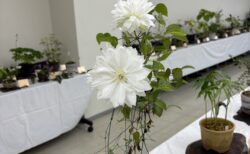 山野草展