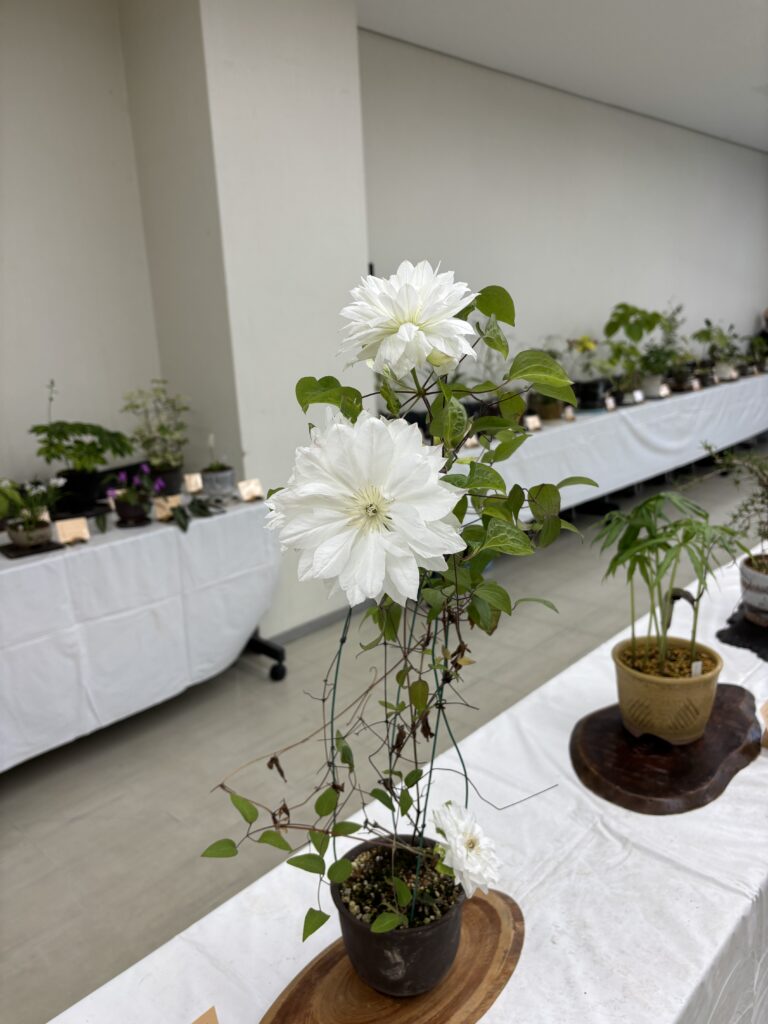 山野草展